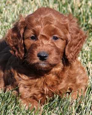 Irish mini goldendoodle puppies