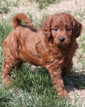 Irish mini goldendoodle puppies