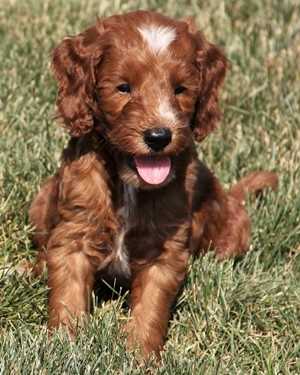 Irish mini goldendoodle puppies