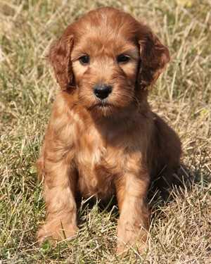 Irish mini goldendoodle puppies