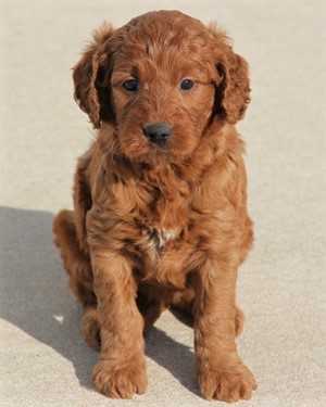 Irish mini goldendoodle puppies