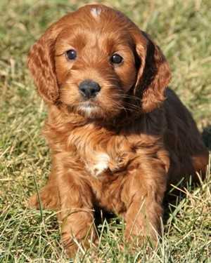 Irish mini goldendoodle puppies