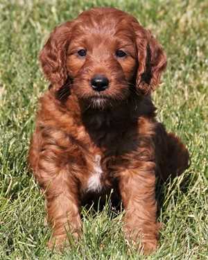 Irish mini goldendoodle puppies