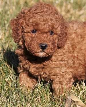 Irish mini goldendoodle puppies