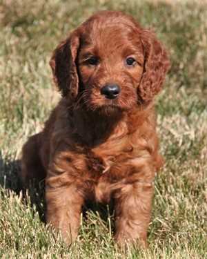 Irish mini goldendoodle puppies