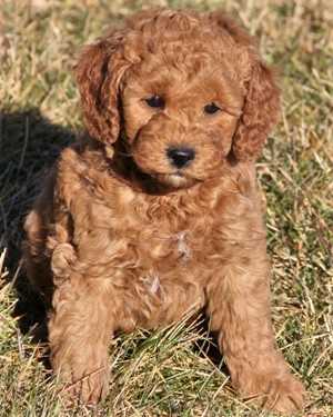 Irish mini goldendoodle puppies