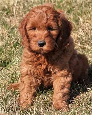 Irish mini goldendoodle puppies