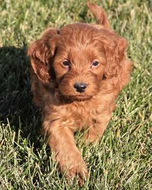 Irish mini goldendoodle puppies