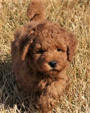 Irish mini goldendoodle puppies