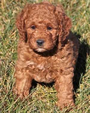 Irish mini goldendoodle puppies