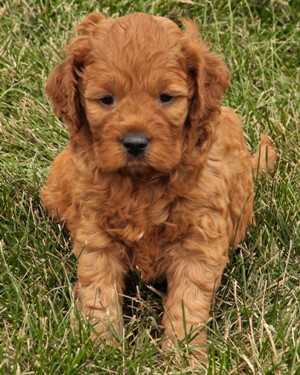 Irish mini goldendoodle puppies