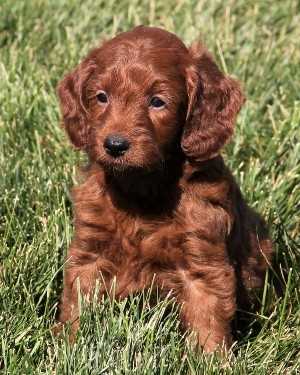 Irish mini goldendoodle puppies