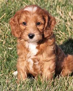 Irish mini goldendoodle puppies