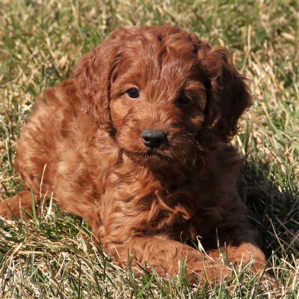 Irish mini goldendoodle puppy in Minneapolis, Minnesota