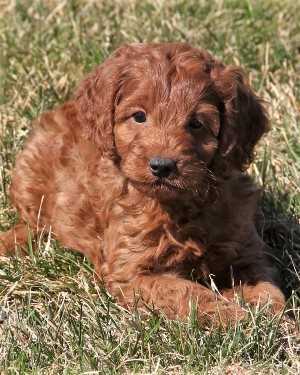 Irish mini goldendoodle puppies