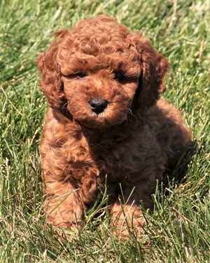 Irish mini goldendoodle puppies