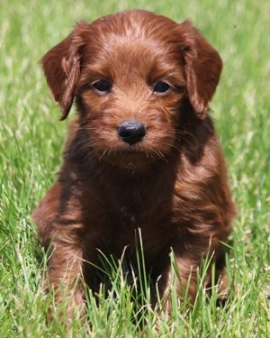 f1 irish mini goldendoodle puppy Ref5