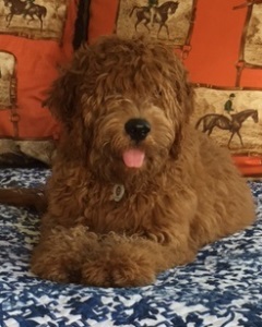 f1 irish mini goldendoodle full grown Ref10