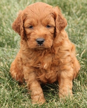 f1 irish mini goldendoodle puppy Ref10