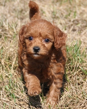 multigen mini goldendoodle puppy Ref14