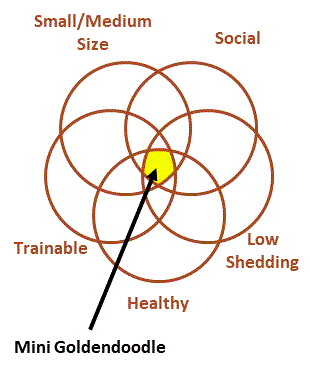 Mini Goldendoodle Characteristics Diagram