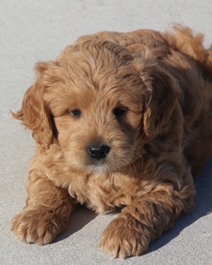 f1b mini goldendoodle puppy Ref4a