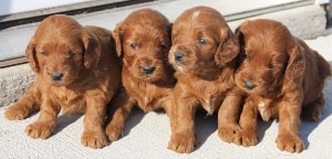 all lined up Irish mini goldendoodles