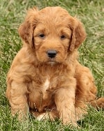 dark golden Irish mini goldendoodle