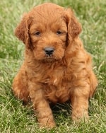 Irish mini goldendoodle from the past