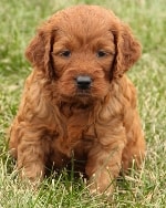 puppy and red ... Irish mini goldendoodle