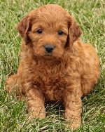 mini goldendoodle puppy