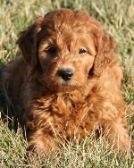 red goldendoodle developing curl