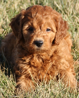 mini goldendoodle f1b full grown