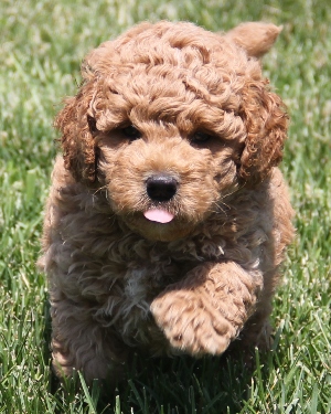 f1b goldendoodle meaning