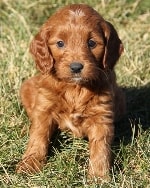 cutie girl irish red