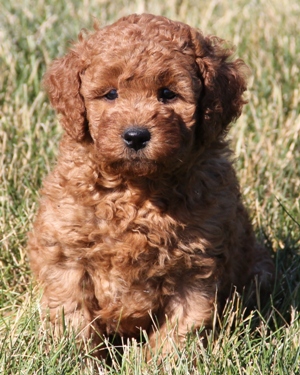 irish f1b mini goldendoodle puppy for sale