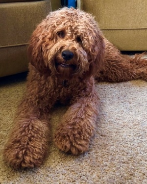 mini golden labradoodle full grown