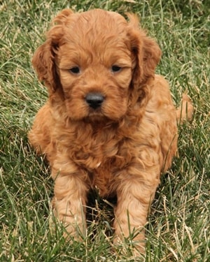 irish mini goldendoodle puppy Ref1