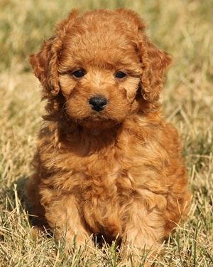 f1b mini goldendoodle puppy Ref12