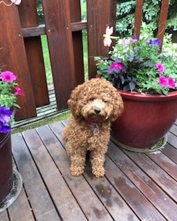 f1b mini goldendoodle full grown Ref12