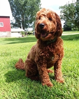 f1 irish mini goldendoodle full grown Ref7