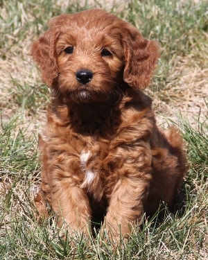 f1 irish mini goldendoodle puppy Ref7