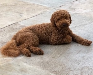 multigen mini goldendoodle full grown Ref6