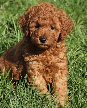 multigen mini goldendoodle puppy Ref6