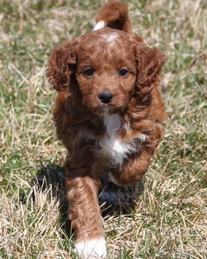 f1b irish mini goldendoodle puppy Ref3