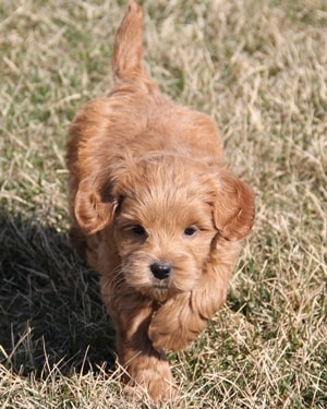 f1b mini goldendoodle puppy Ref4b
