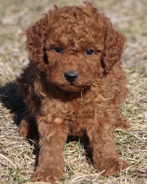 15 lb goldendoodle