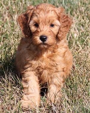 f1b irish mini goldendoodle puppy Ref9