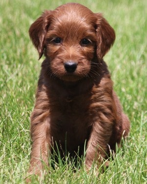 f1 irish mini goldendoodle puppy Ref11