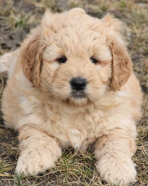 light golden f1 mini goldendoodle puppy